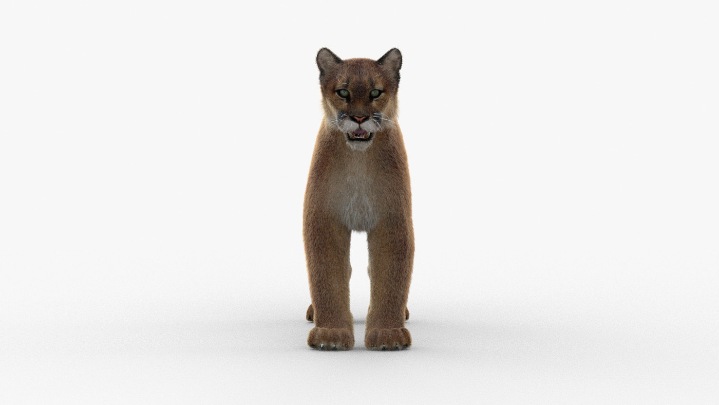 Animated Cougar 3D Model with Fur - 360 Degree View