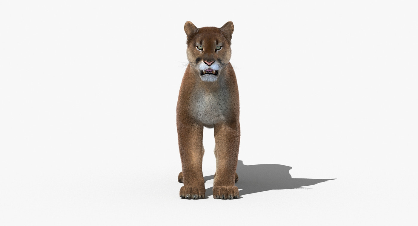 Cougar Animated Fur 3D Model - 360 Degree View