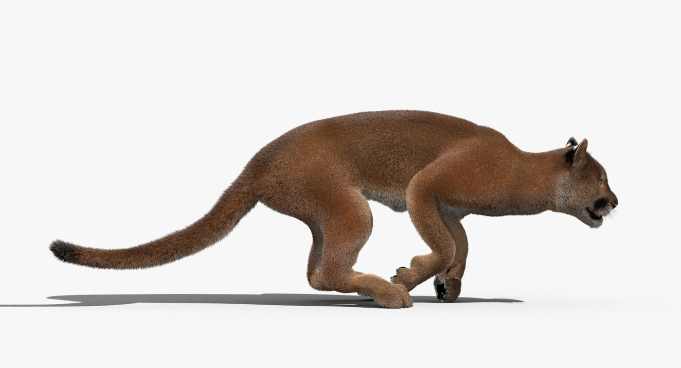 Cougar Animated Fur 3D Model - 360 Degree View