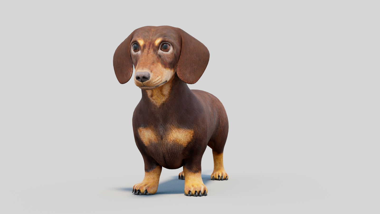 Dachshund 3D Model 360° view 2 frame 2