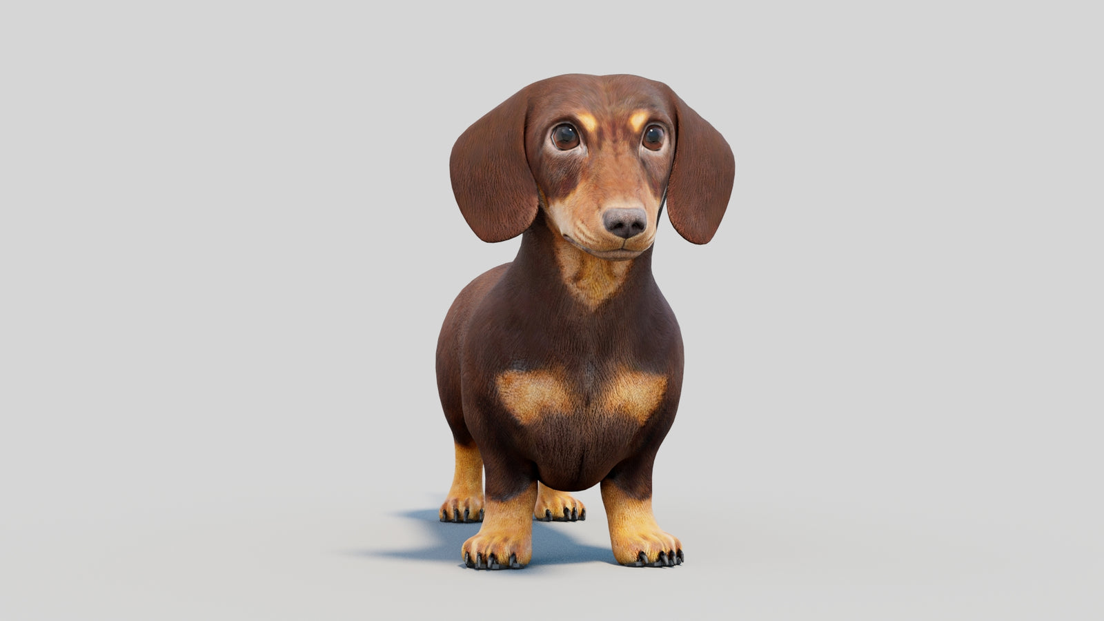 Dachshund 3D Model 360° view 2 frame 4