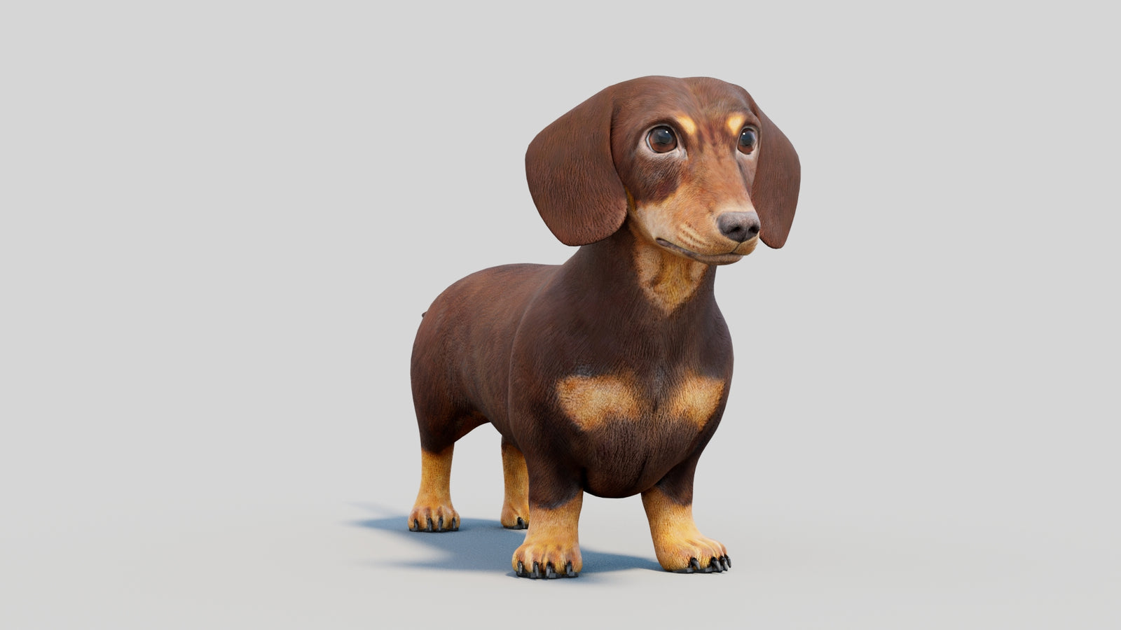 Dachshund 3D Model 360° view 2 frame 5