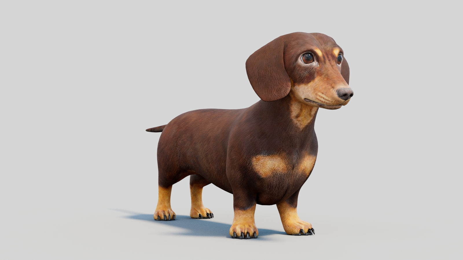 Dachshund 3D Model 360° view 2 frame 6