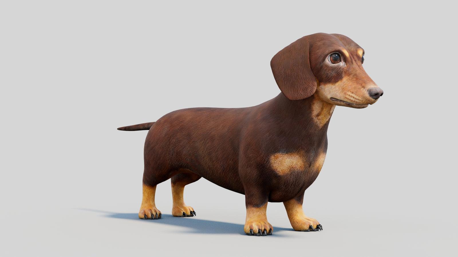 Dachshund 3D Model 360° view 2 frame 7