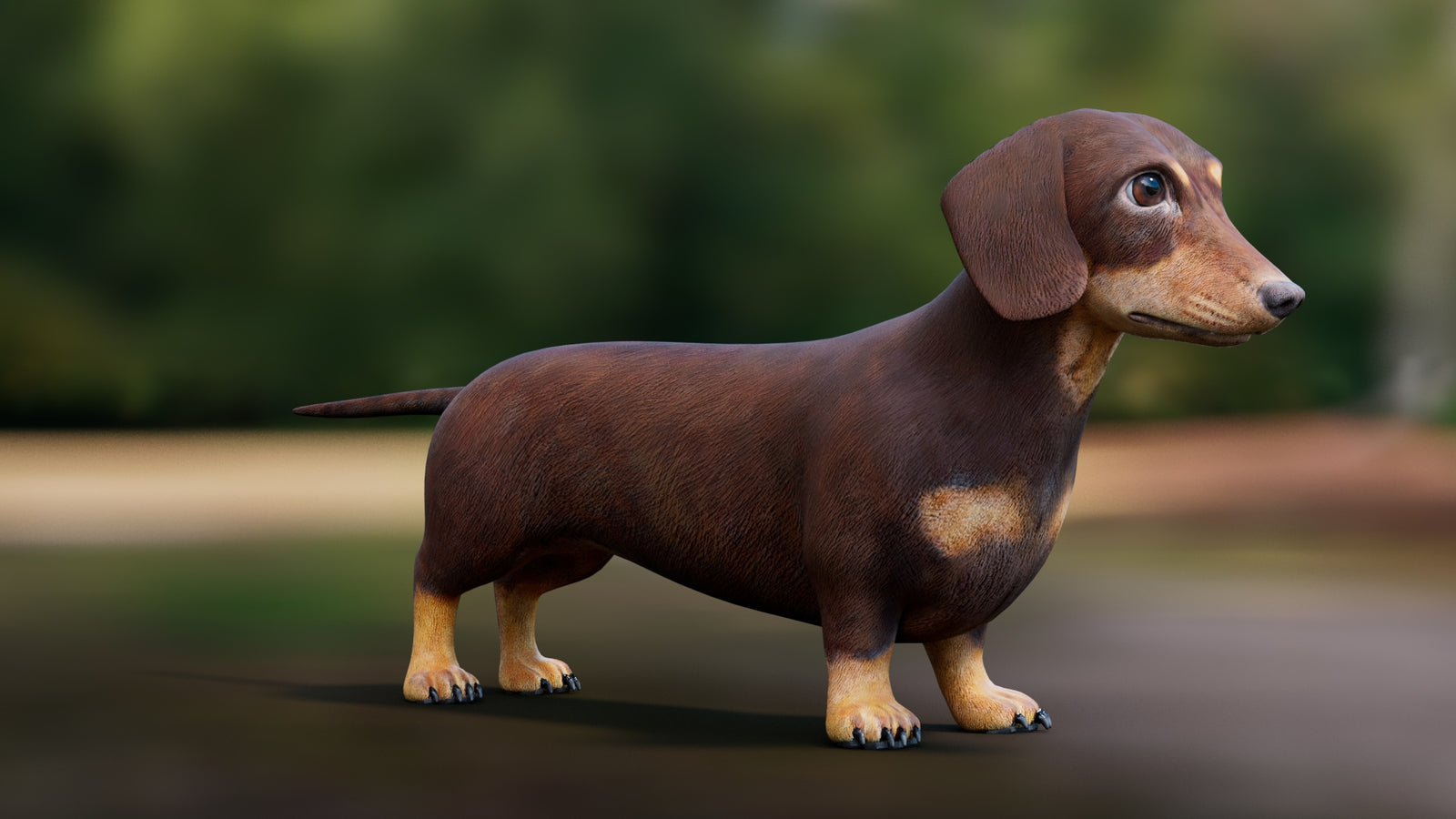 Dachshund 3D Model 360° view 1 frame 8