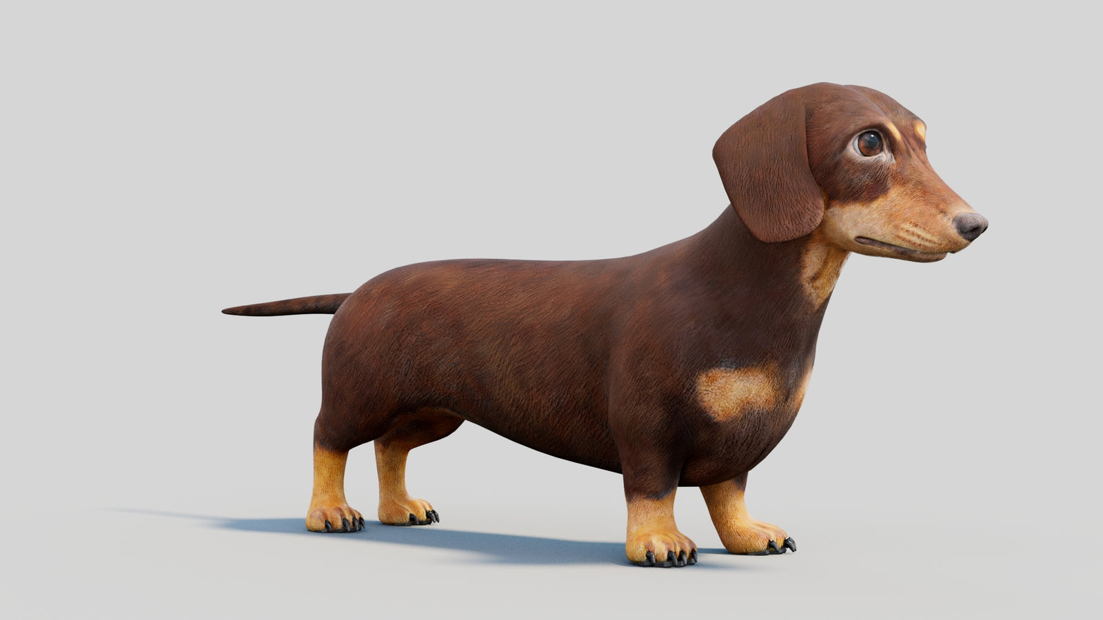 Dachshund 3D Model 360° view 2 frame 8