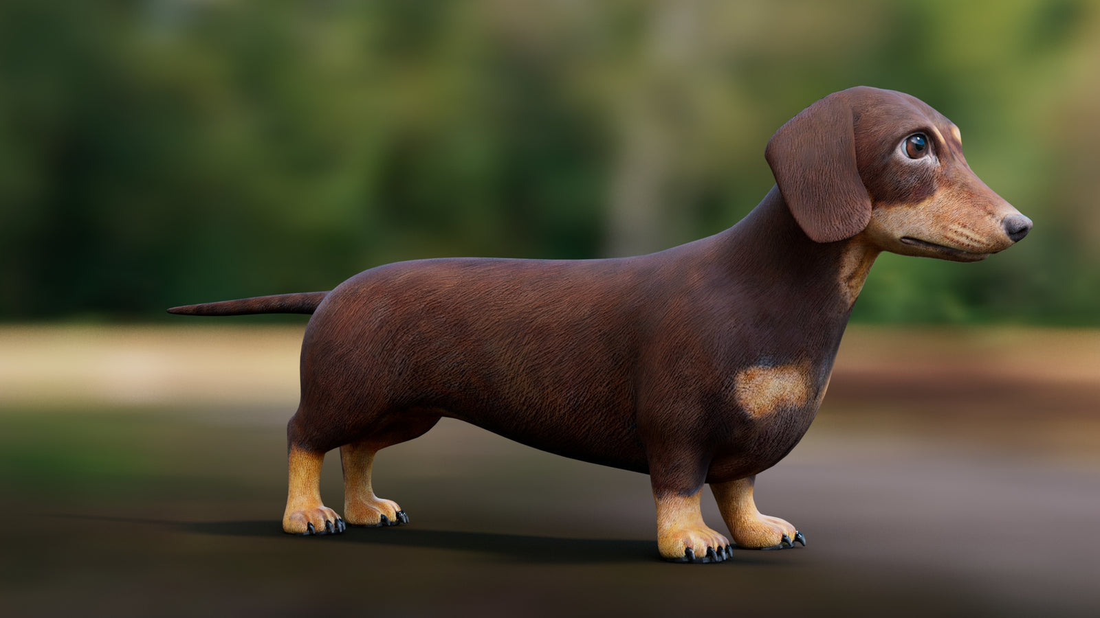 Dachshund 3D Model 360° view 1 frame 9