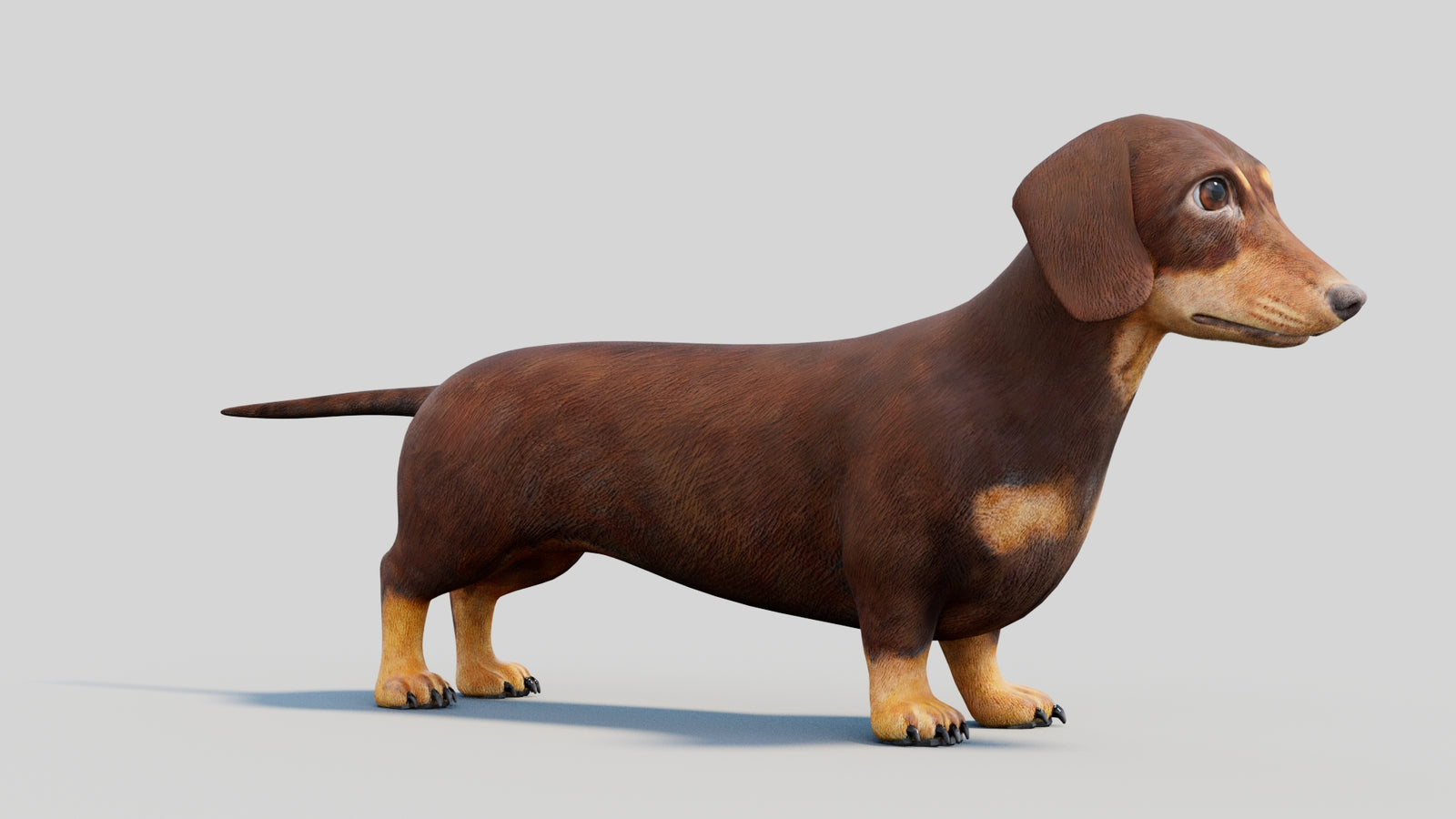 Dachshund 3D Model 360° view 2 frame 9