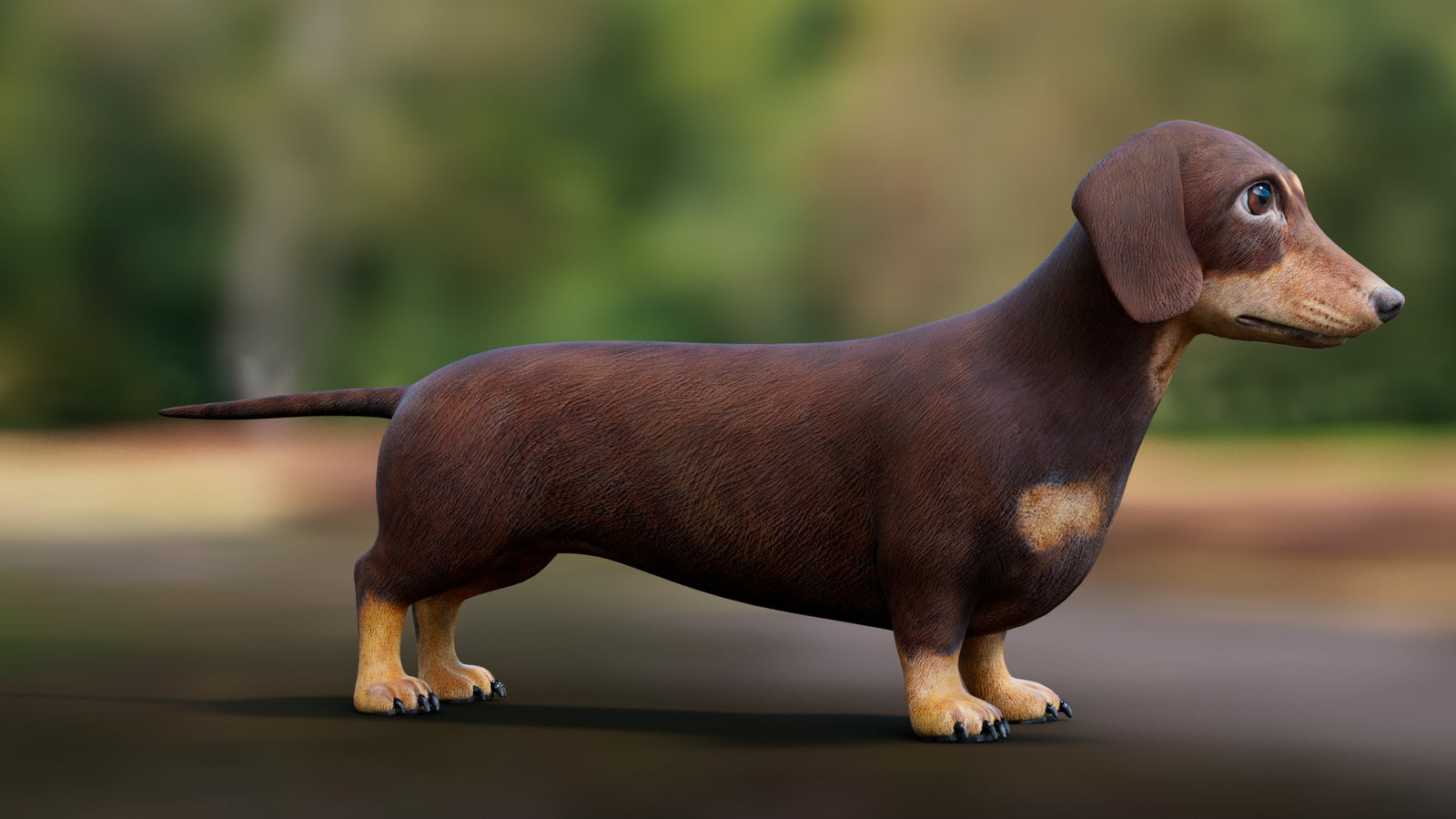 Dachshund 3D Model 360° view 1 frame 10