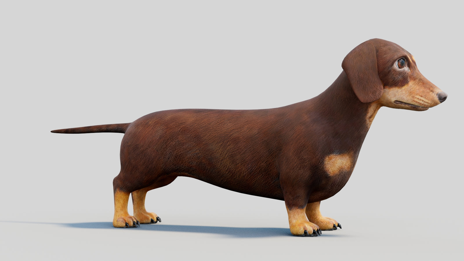 Dachshund 3D Model 360° view 2 frame 10