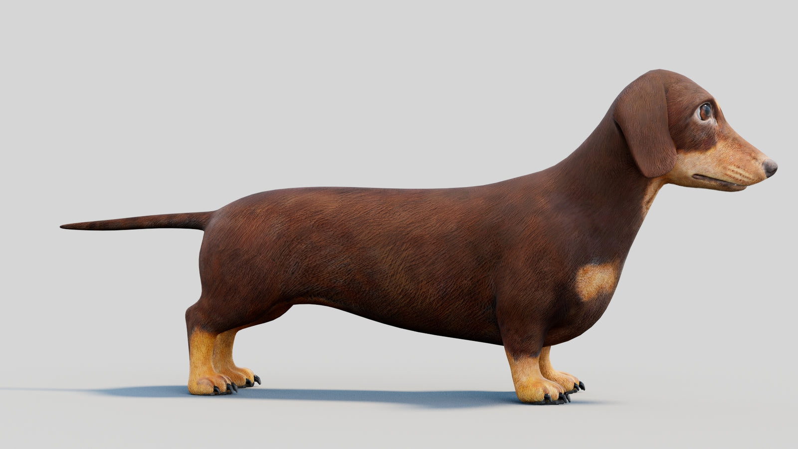Dachshund 3D Model 360° view 2 frame 11