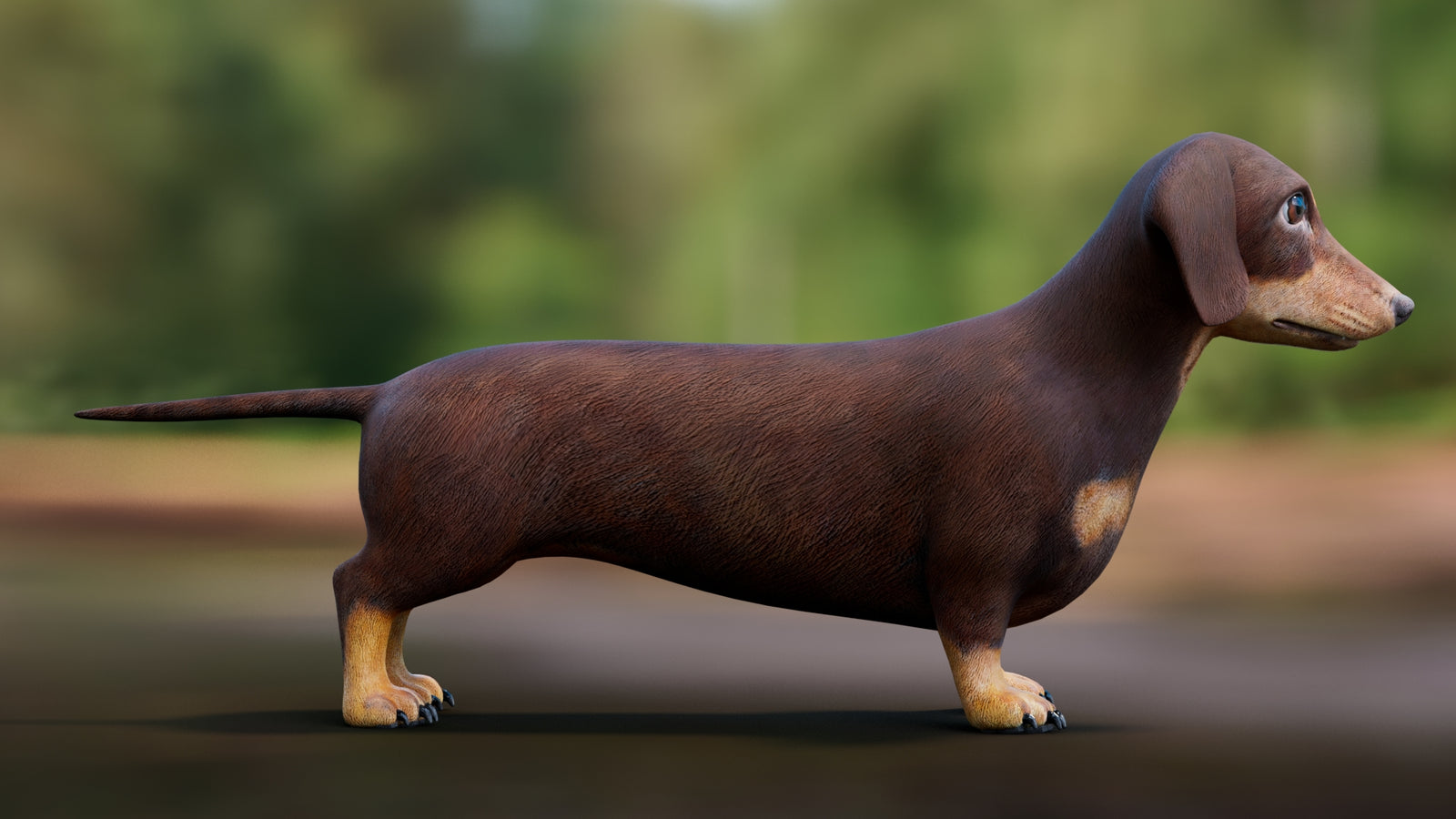Dachshund 3D Model 360° view 1 frame 12