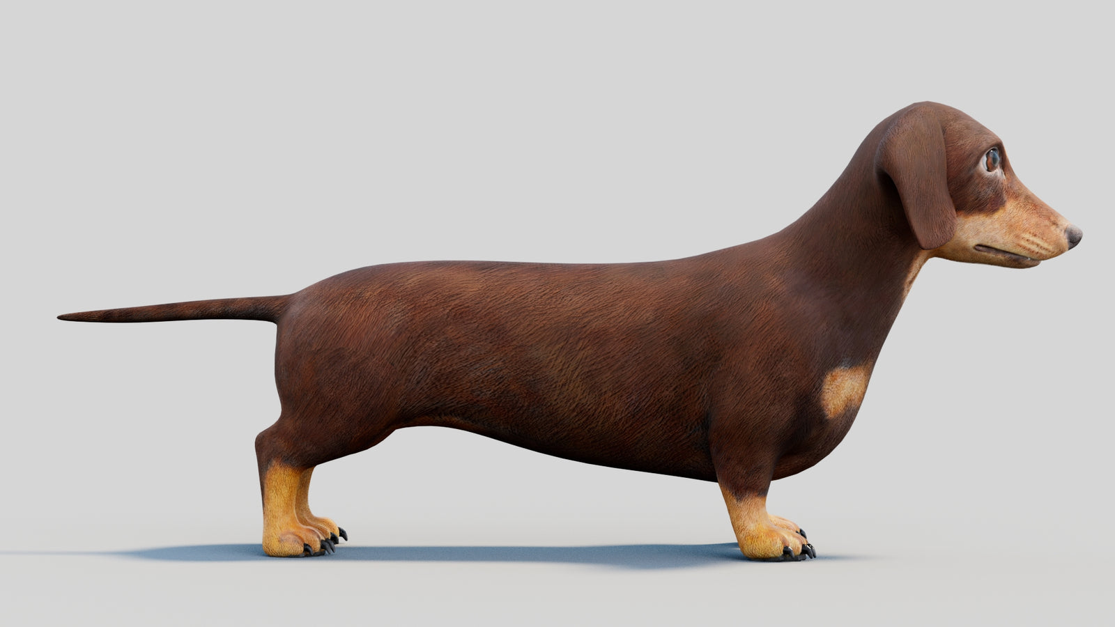 Dachshund 3D Model 360° view 2 frame 12