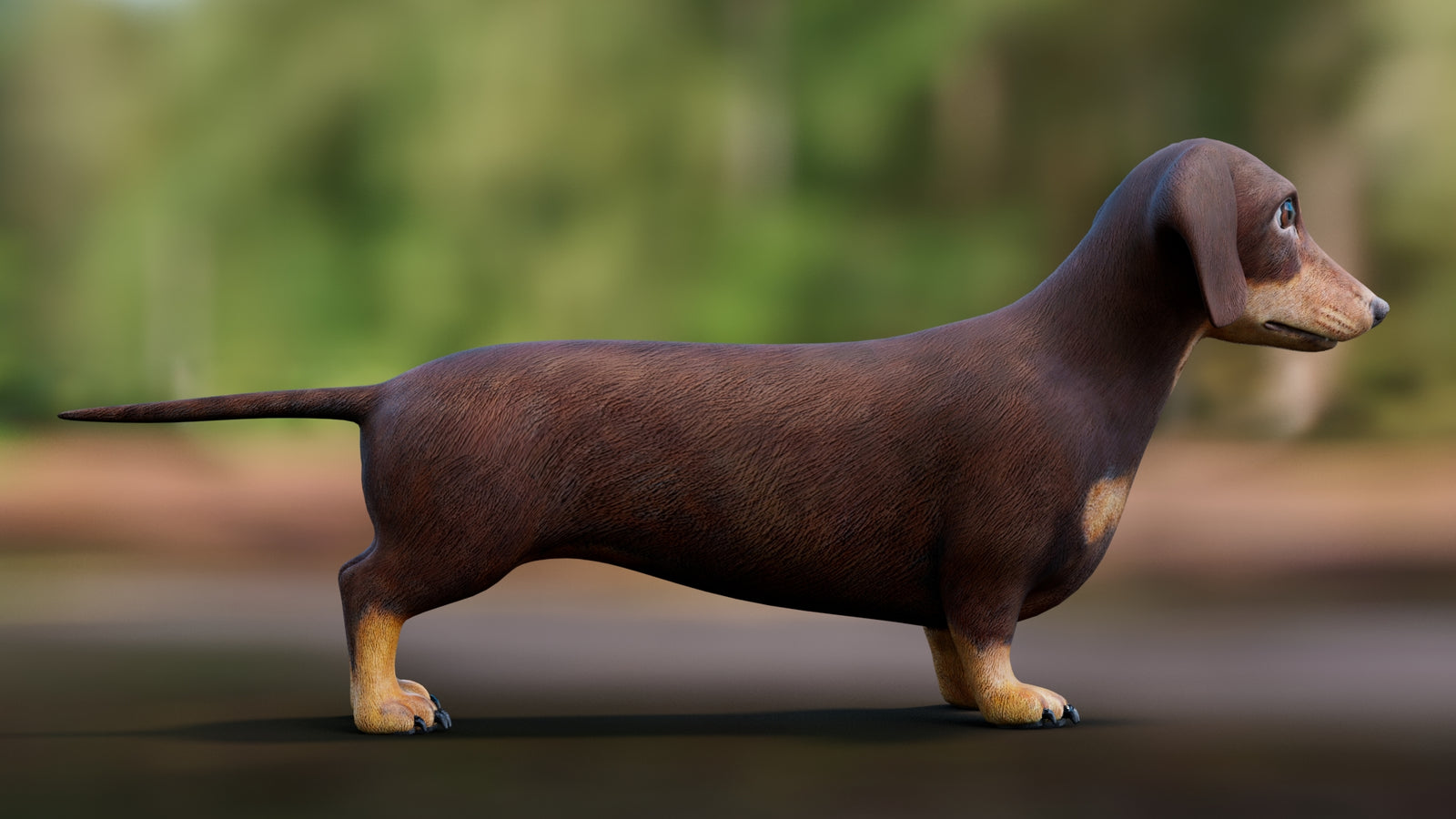Dachshund 3D Model 360° view 1 frame 13