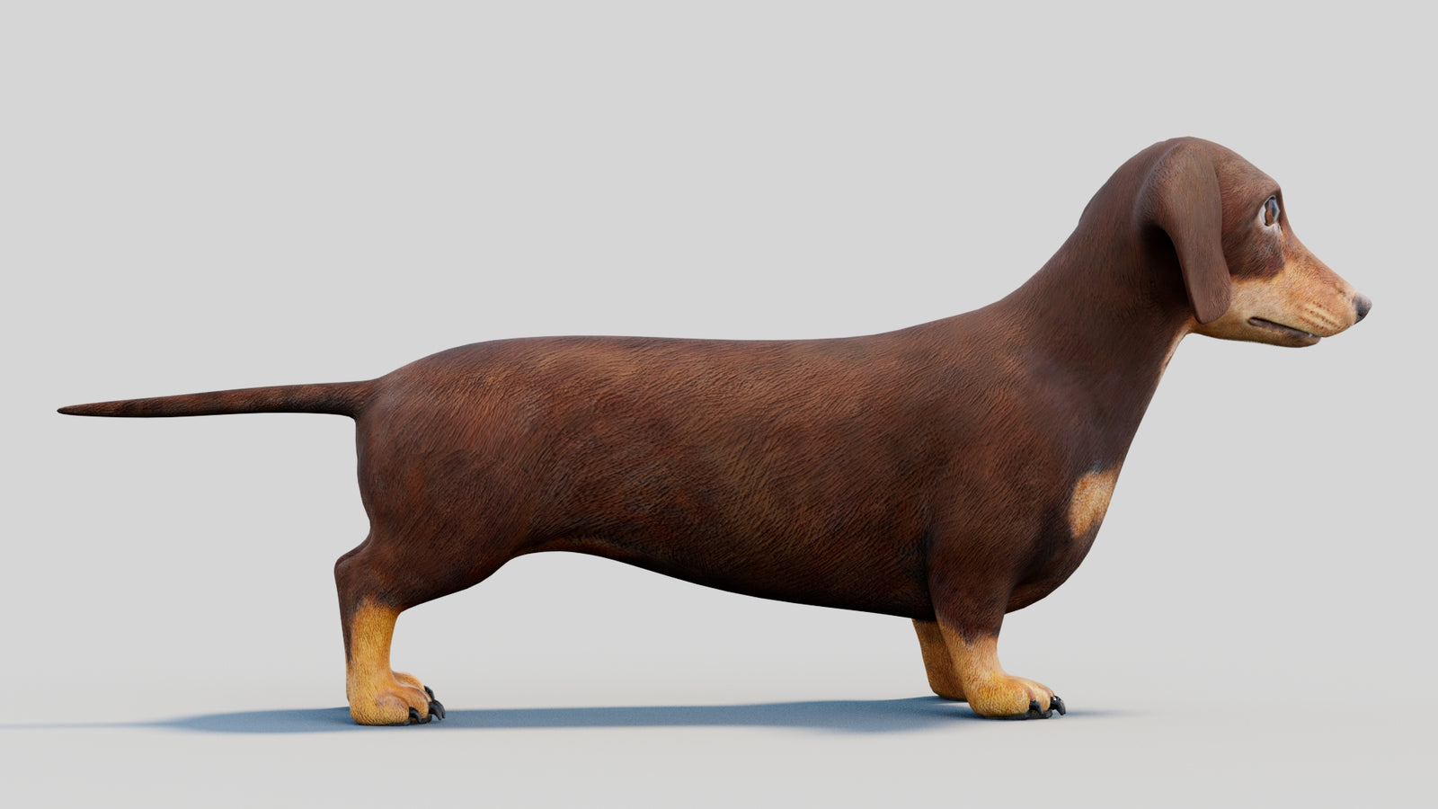 Dachshund 3D Model 360° view 2 frame 13