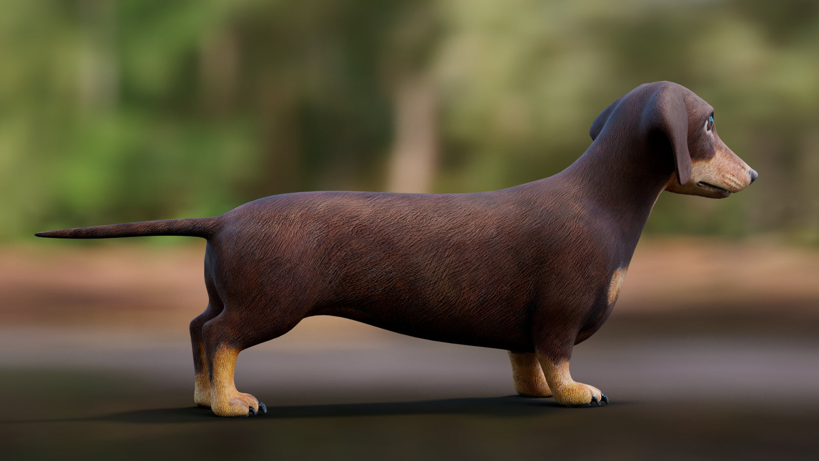 Dachshund 3D Model 360° view 1 frame 14