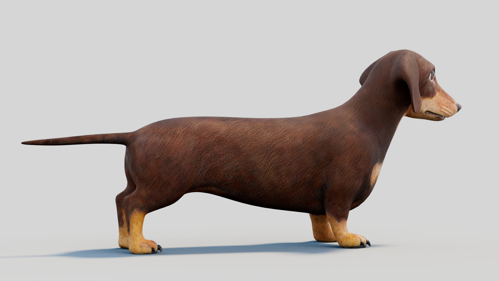 Dachshund 3D Model 360° view 2 frame 14