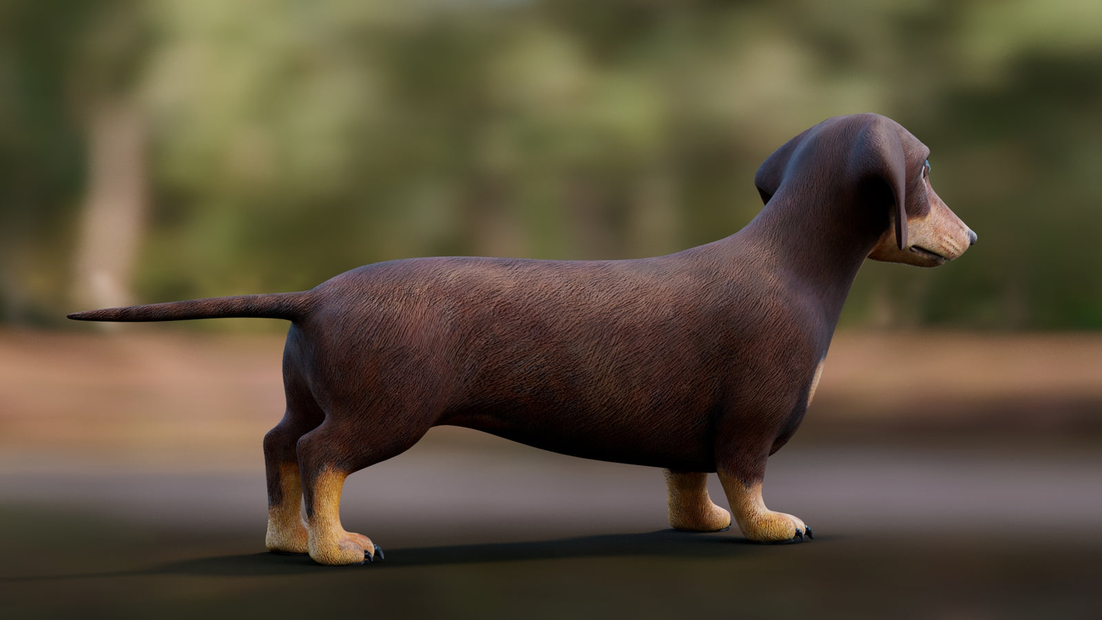Dachshund 3D Model 360° view 1 frame 15