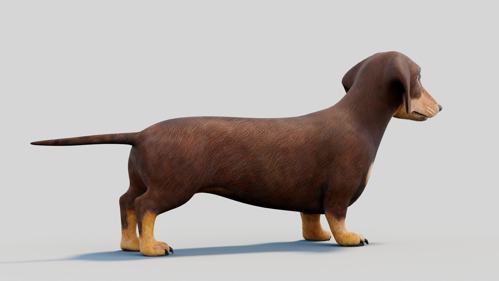 Dachshund 3D Model 360° view 2 frame 15
