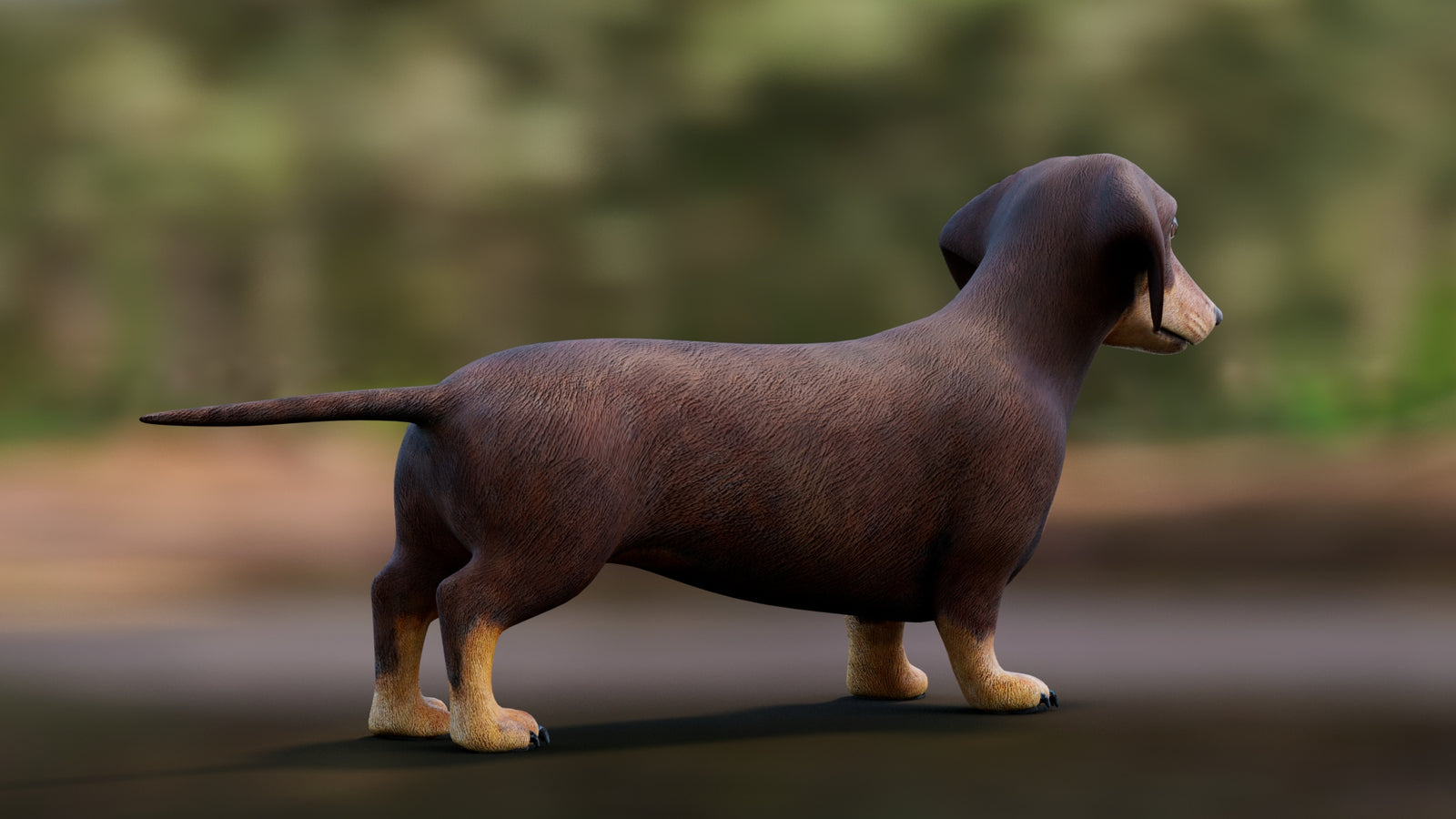 Dachshund 3D Model 360° view 1 frame 16