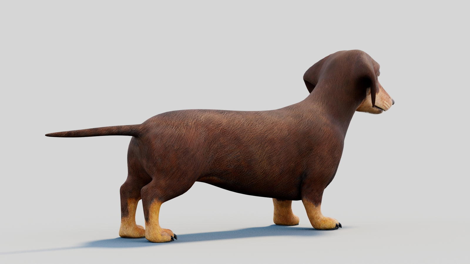 Dachshund 3D Model 360° view 2 frame 16