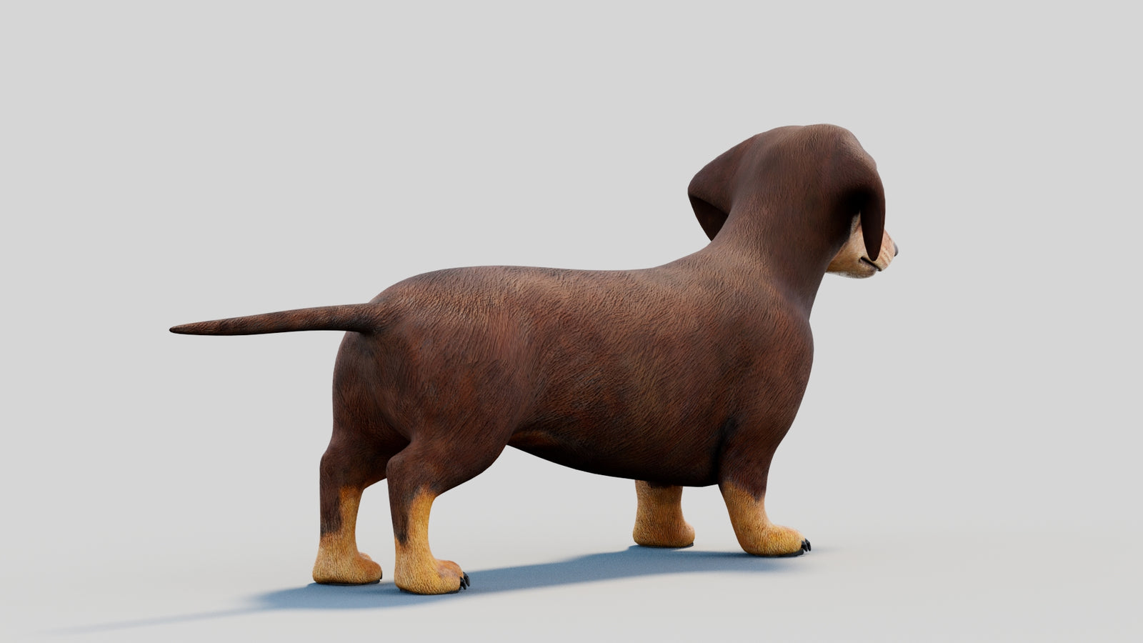 Dachshund 3D Model 360° view 2 frame 17
