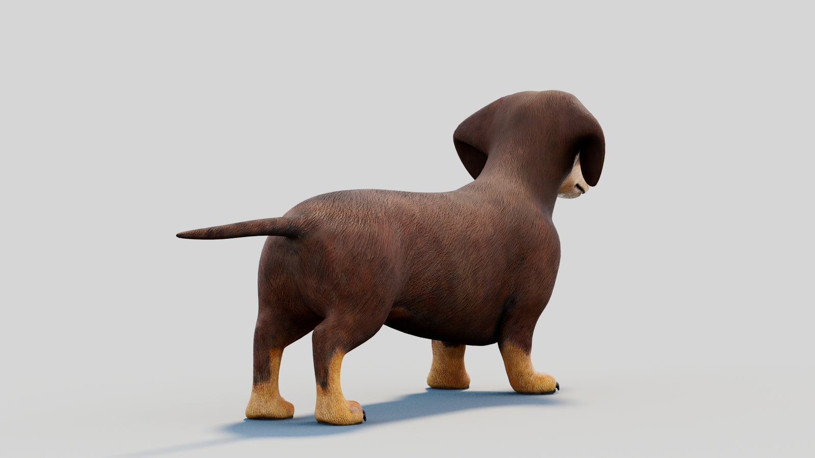 Dachshund 3D Model 360° view 2 frame 18