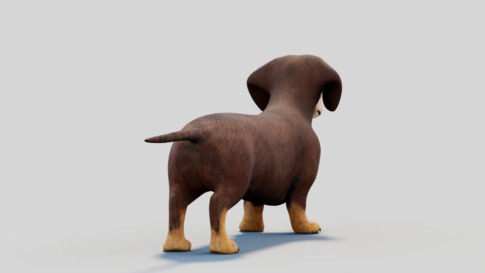 Dachshund 3D Model 360° view 2 frame 19
