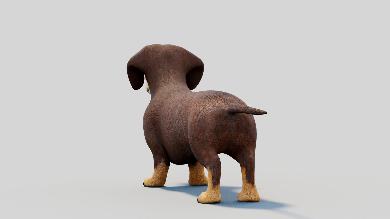 Dachshund 3D Model 360° view 2 frame 23