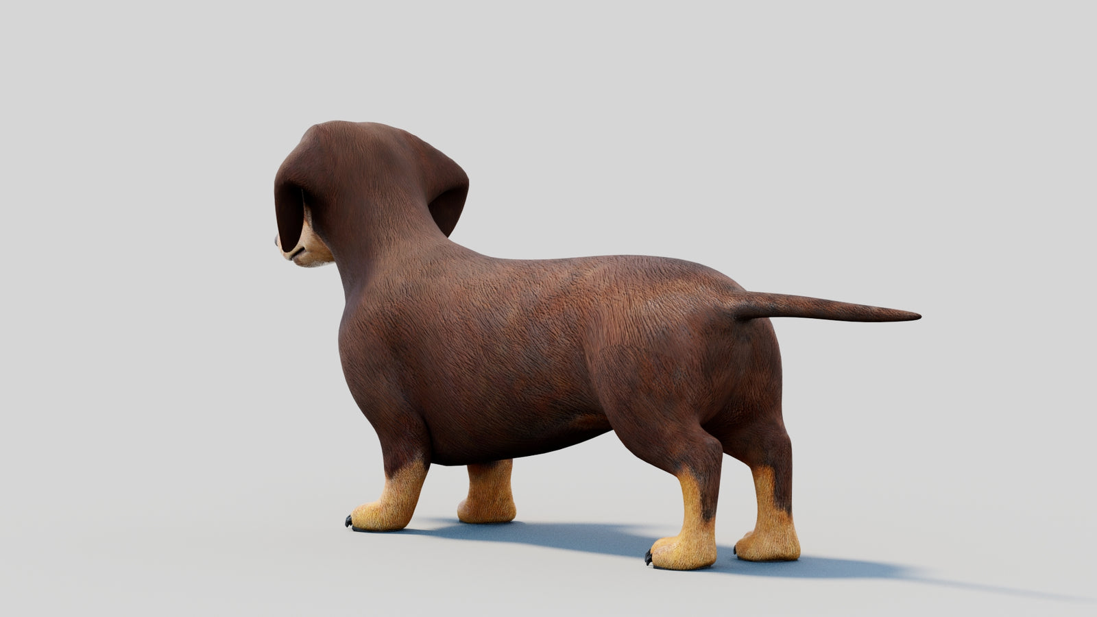 Dachshund 3D Model 360° view 2 frame 25