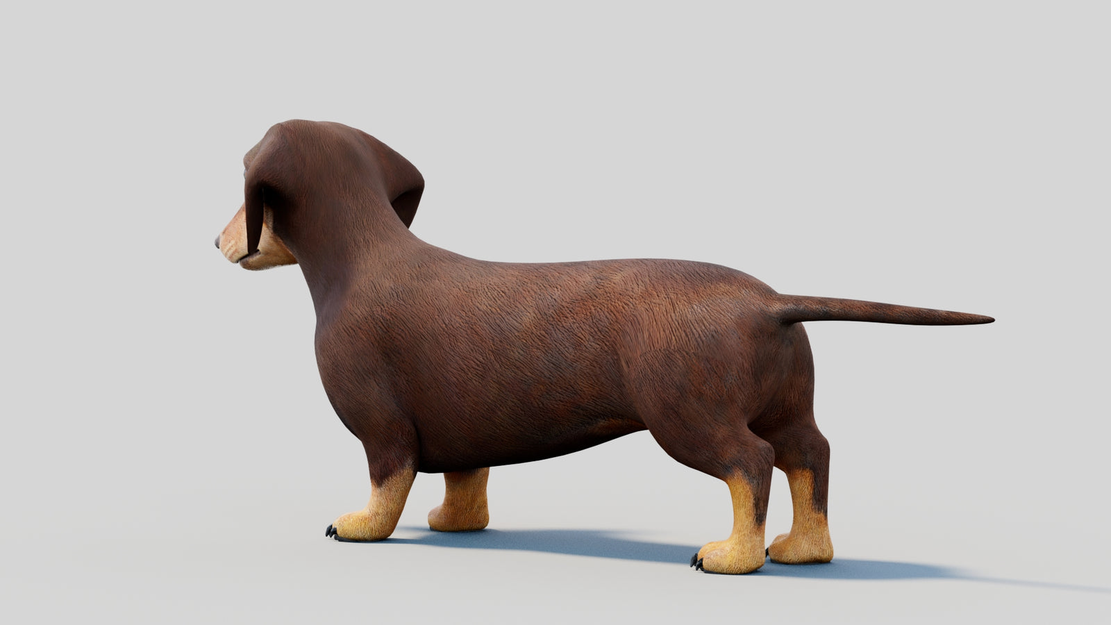 Dachshund 3D Model 360° view 2 frame 26