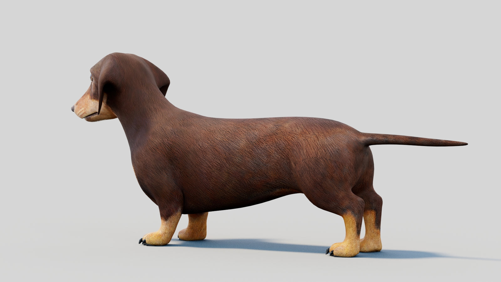 Dachshund 3D Model 360° view 2 frame 27