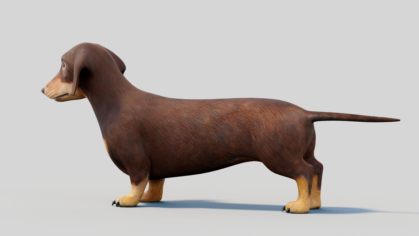 Dachshund 3D Model 360° view 2 frame 28
