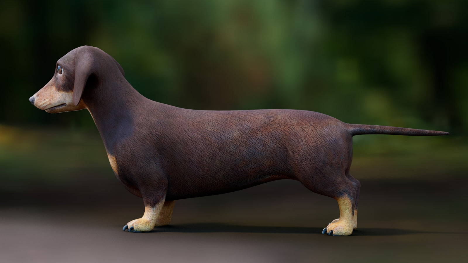 Dachshund 3D Model 360° view 1 frame 29