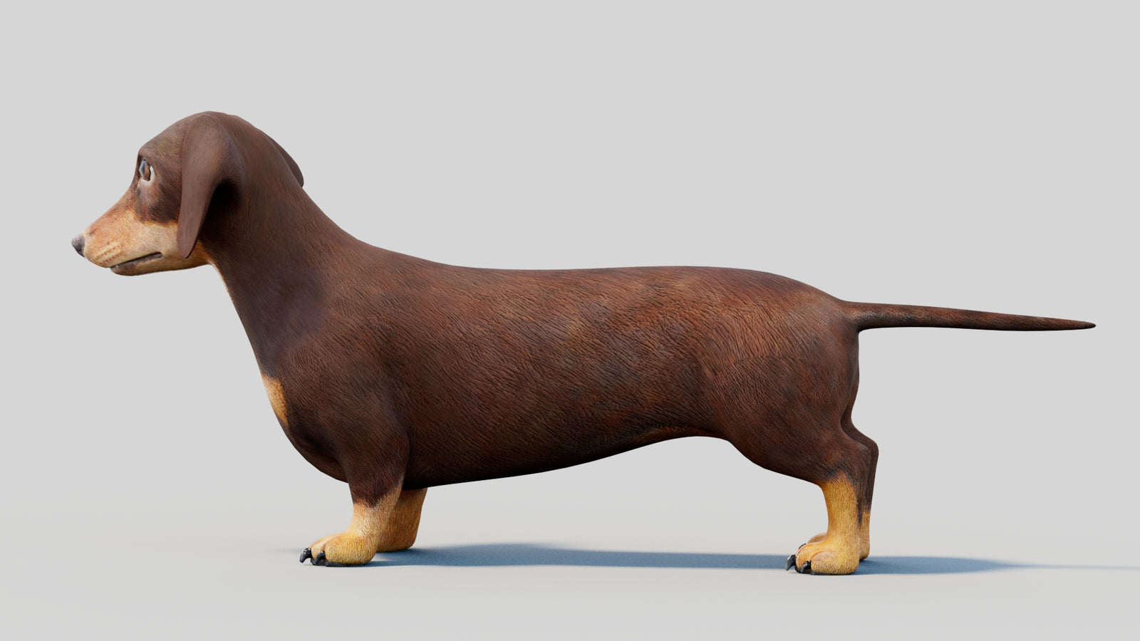 Dachshund 3D Model 360° view 2 frame 29