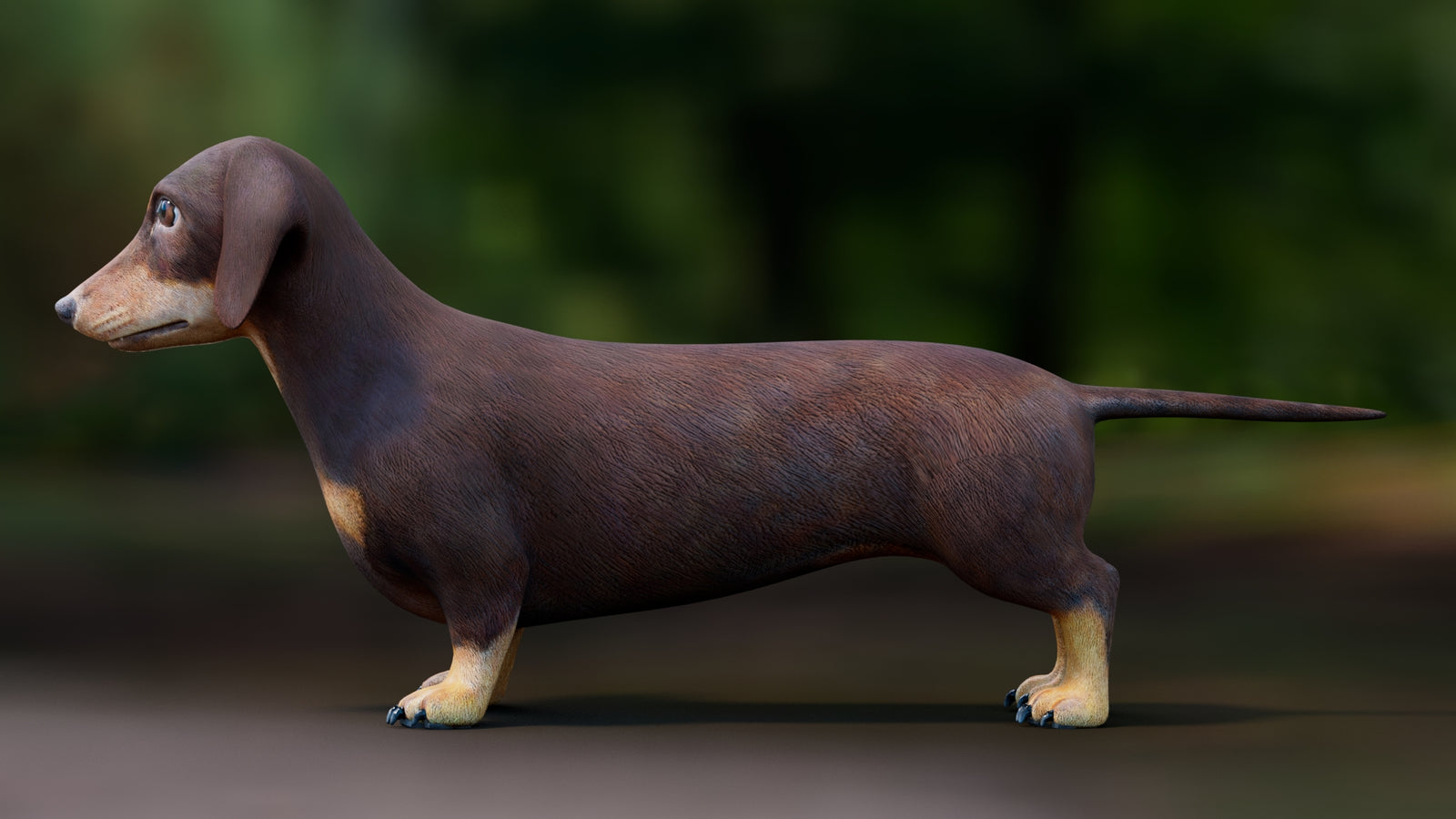Dachshund 3D Model 360° view 1 frame 30