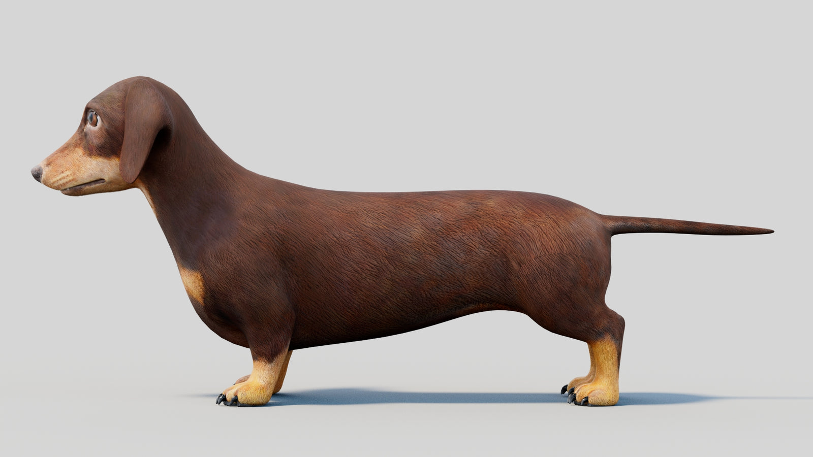 Dachshund 3D Model 360° view 2 frame 30