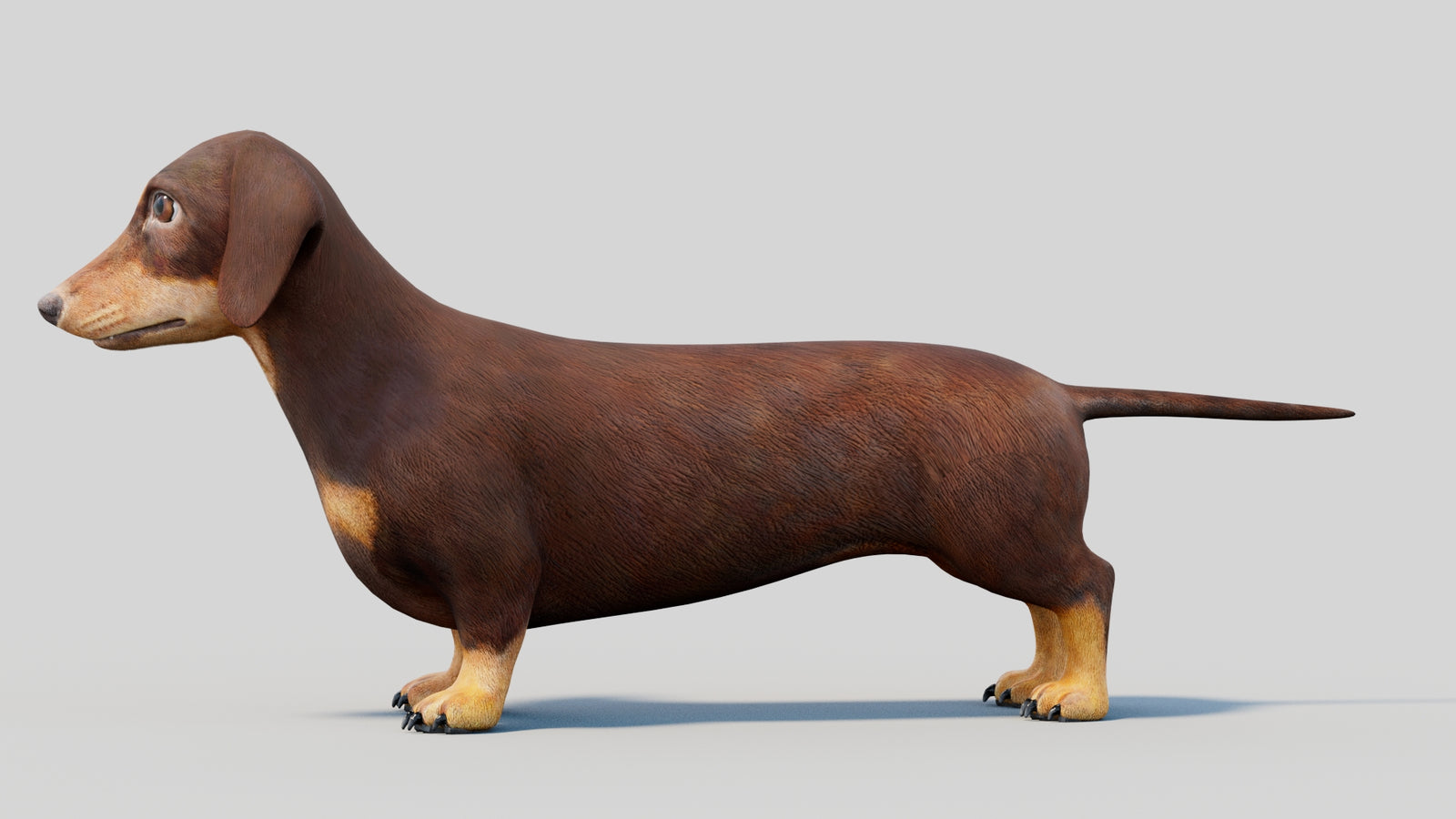 Dachshund 3D Model 360° view 2 frame 31