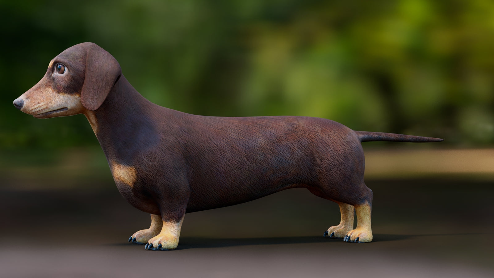Dachshund 3D Model 360° view 1 frame 31