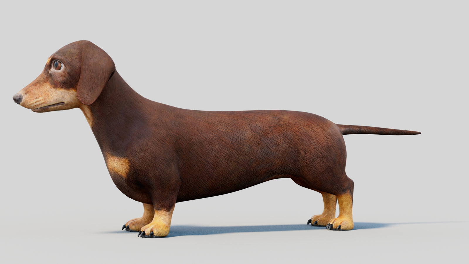 Dachshund 3D Model 360° view 2 frame 32