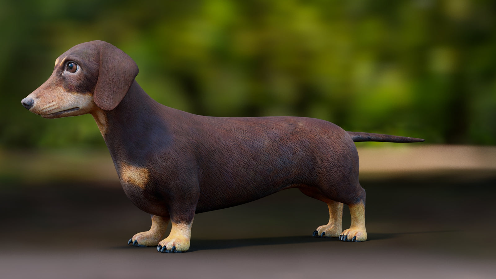 Dachshund 3D Model 360° view 1 frame 32