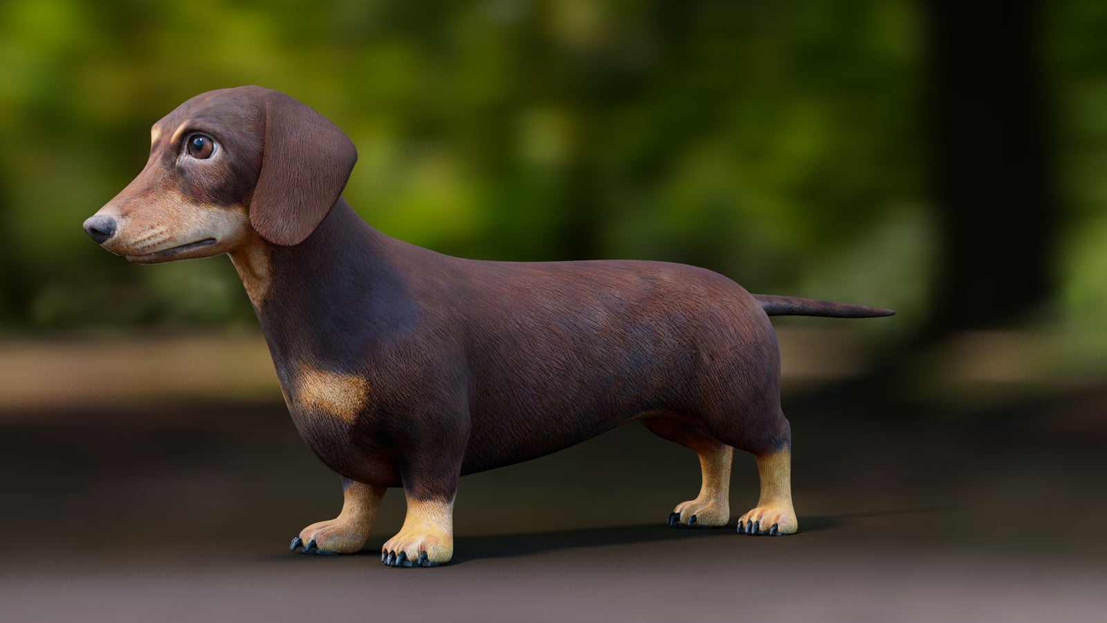 Dachshund 3D Model 360° view 1 frame 33