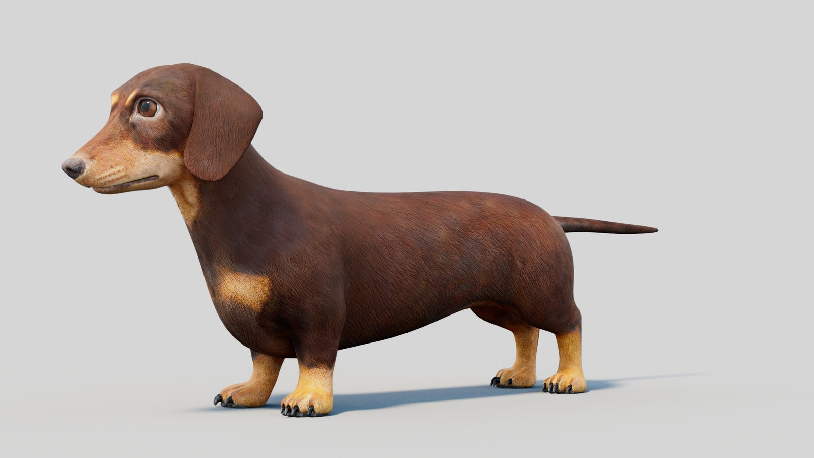 Dachshund 3D Model 360° view 2 frame 34
