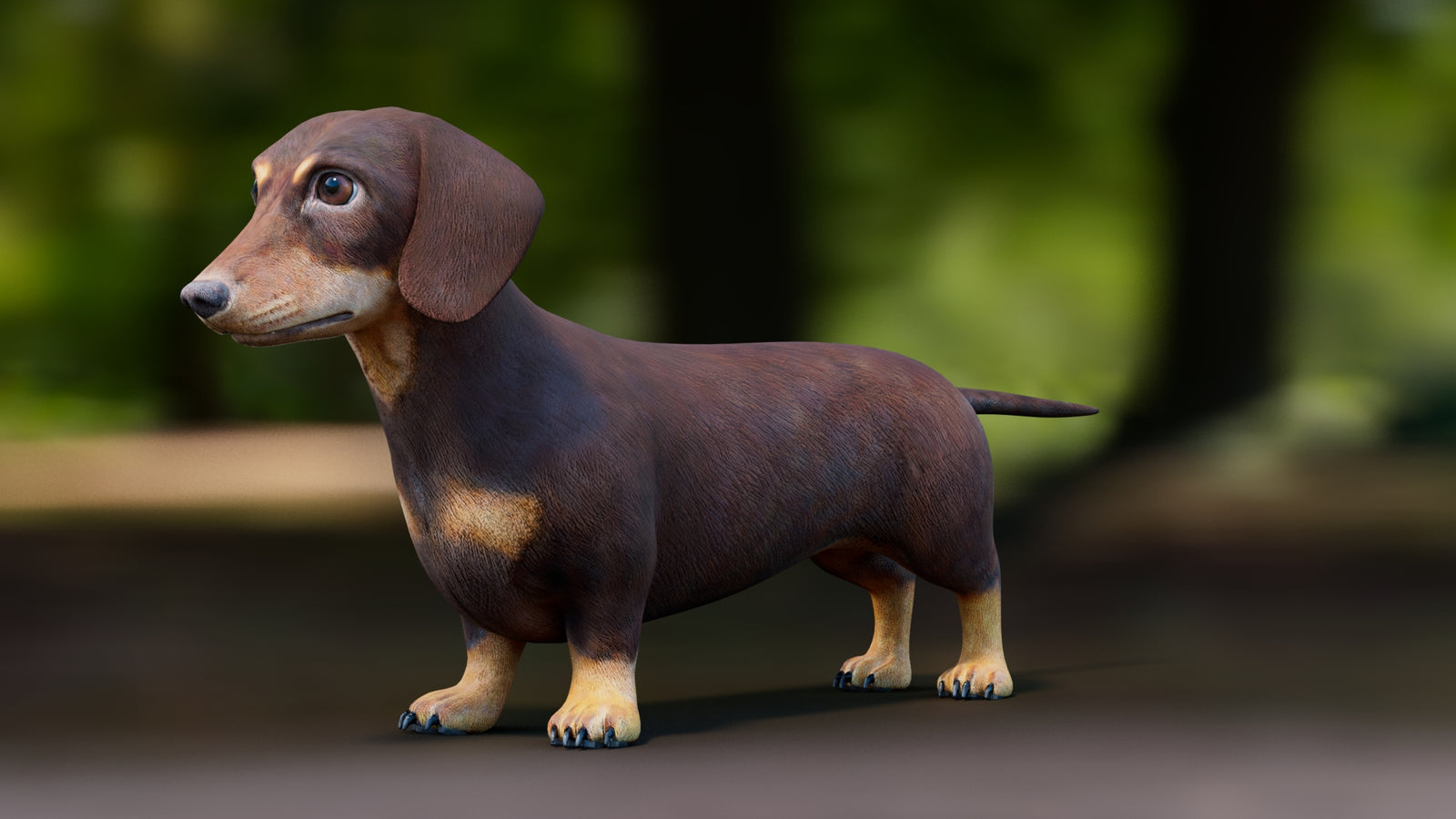 Dachshund 3D Model 360° view 1 frame 34