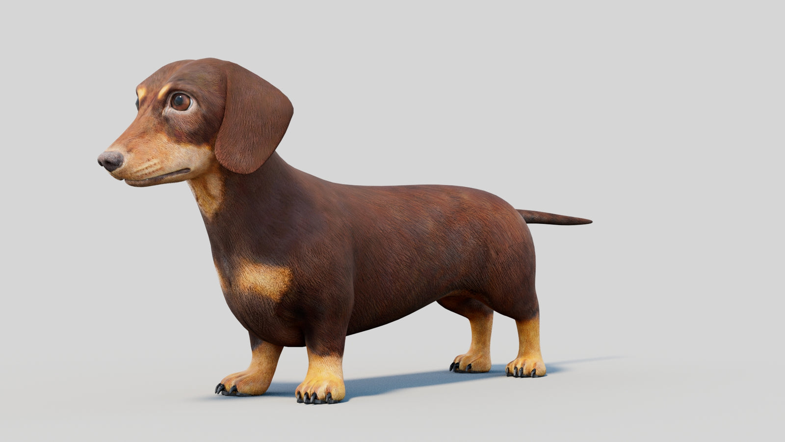 Dachshund 3D Model 360° view 2 frame 35