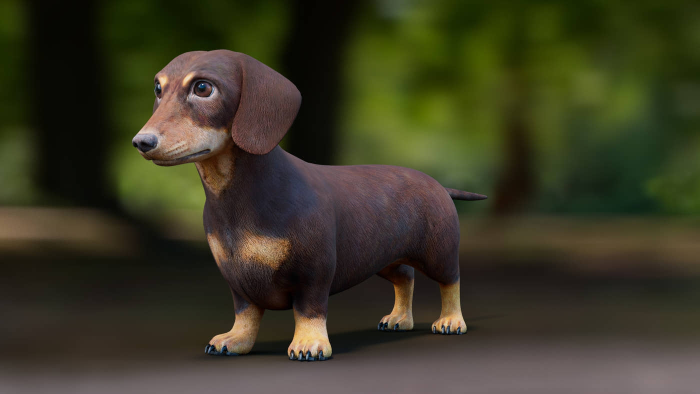Dachshund 3D Model - 360 Degree View