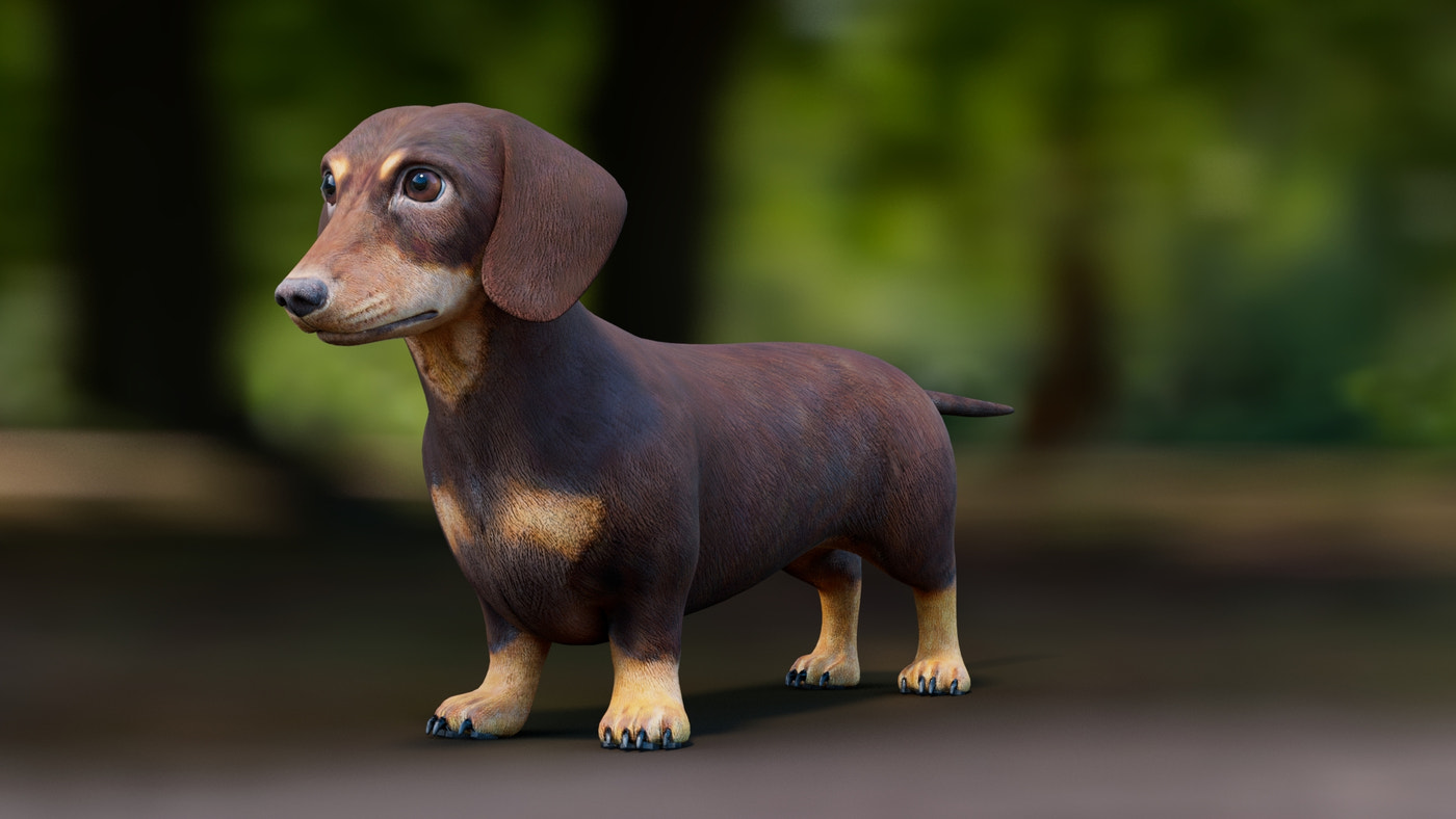 Dachshund 3D Model - 360 Degree View