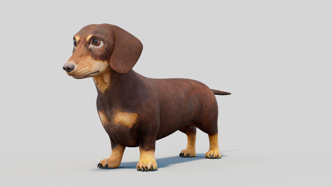 Dachshund 3D Model - 360 Degree View