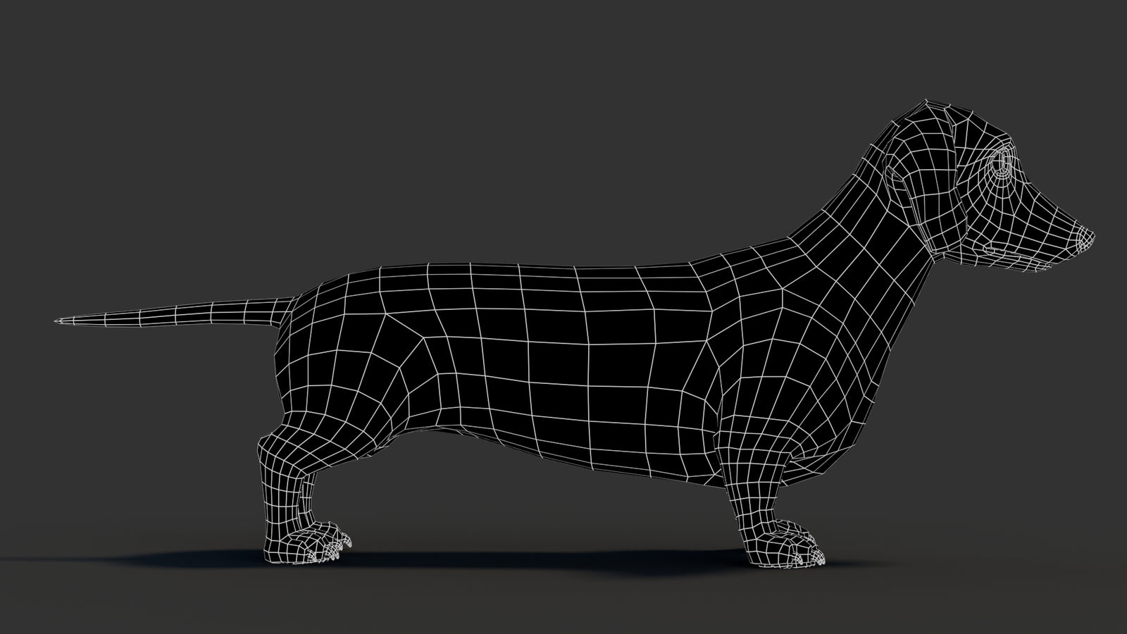 Dachshund 3D Model 360° view 3 frame 12