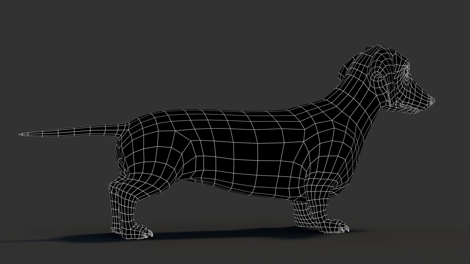 Dachshund 3D Model 360° view 3 frame 14